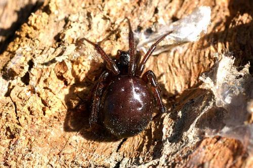 Steatoda sp.