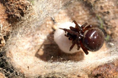 Steatoda sp.