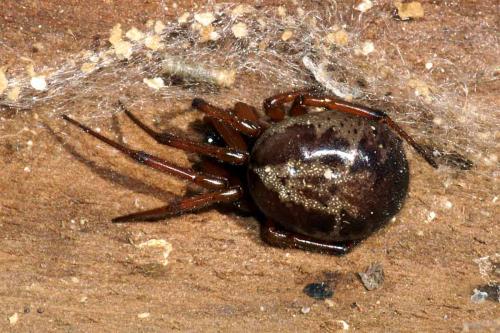Steatoda sp.