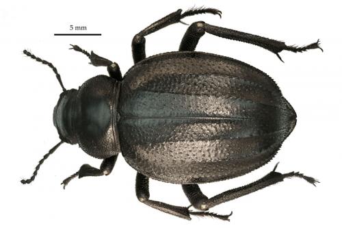 Pimelia grandis