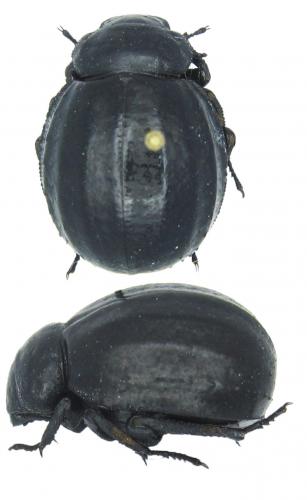 Pimelia sp.