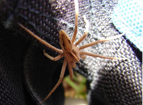 Pisaura mirabilis