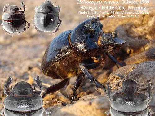Heliocopris antenor