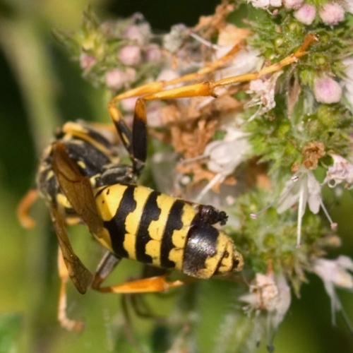 Polistes dominula