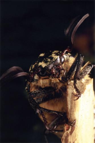 Polyphylla fullo