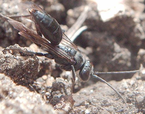 Auplopus carbonarius