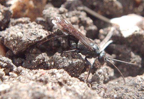 Auplopus carbonarius