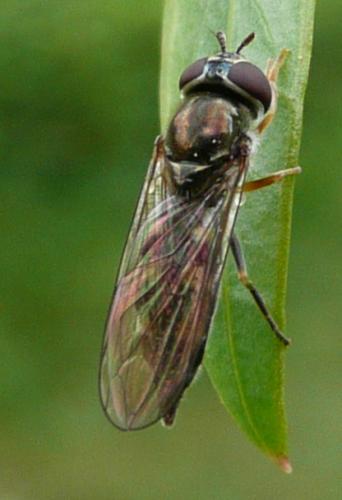 Réf. 41 572 : Platycheirus scutatus