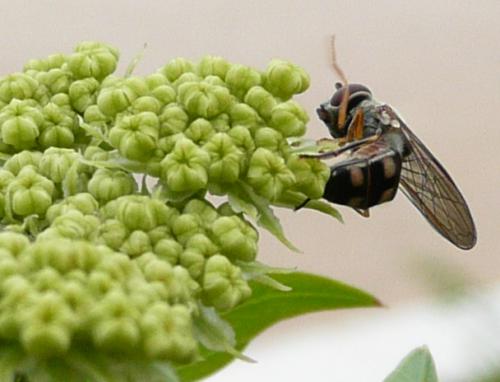 Platycheirus scutatus