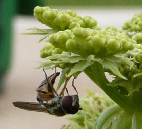 Platycheirus scutatus