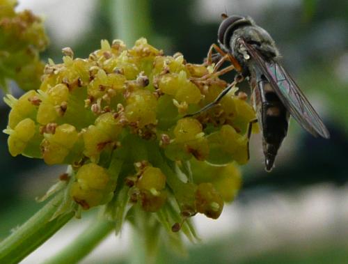 Réf. 41 562 : Platycheirus scutatus