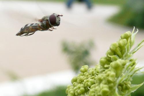 Réf. 41 573 : Platycheirus scutatus