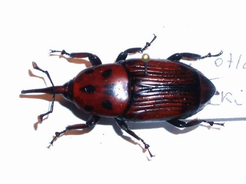 Réf. 41 607 : Rhynchophorus ferrugineus