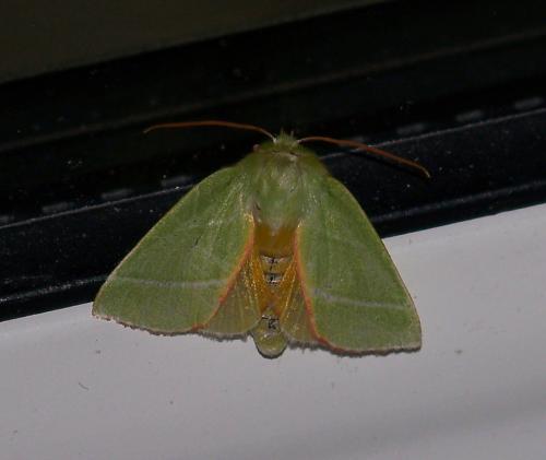 Réf. 41 705 : Pseudoips prasinana