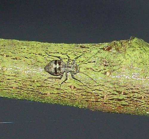 Mesopsocus sp.