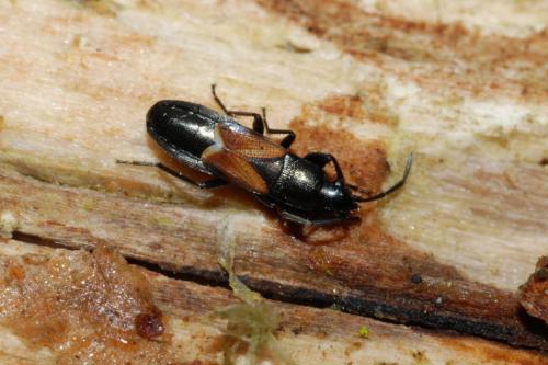 Pterotmetus staphyliniformis