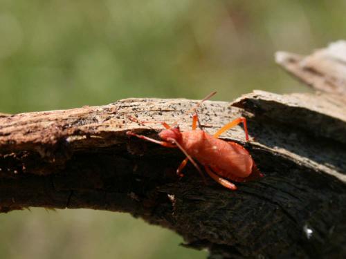 Alydus calcaratus