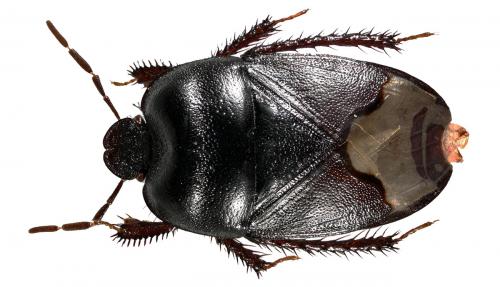 Réf. 41 287 : Cydnus aterrimus