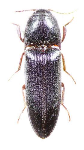 Brachygonus megerlei