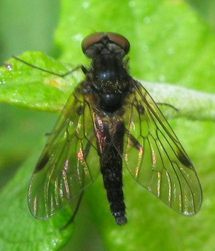 Chrysopilus cristatus