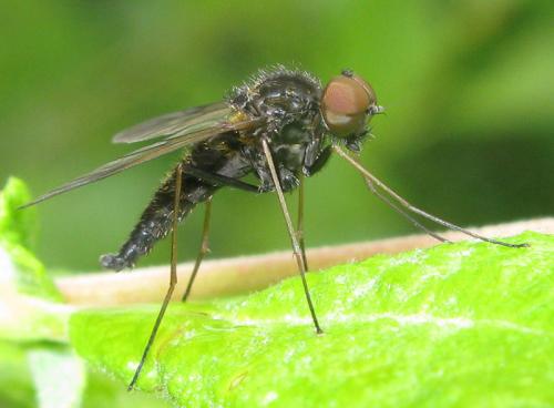 Chrysopilus cristatus