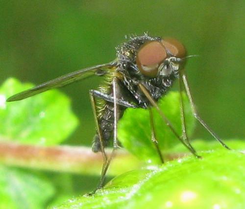 Chrysopilus cristatus
