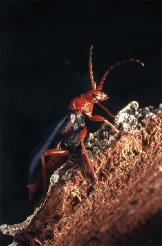 Rhamnusium bicolor