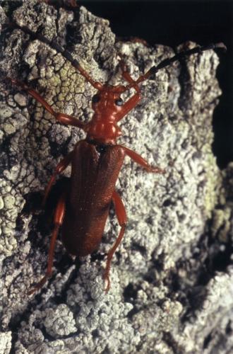 Rhamnusium bicolor