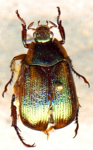 Anomala sp.