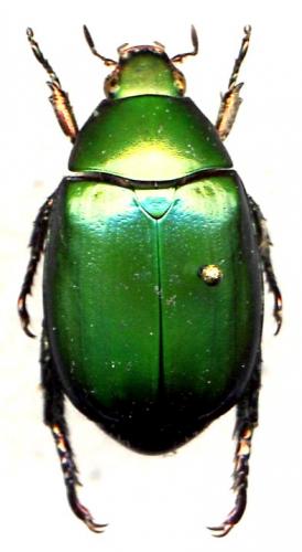 Mimela sp.