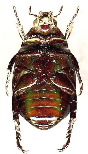 Mimela sp.