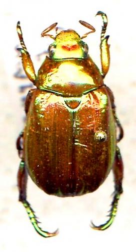 Réf. 41 492 : Mimela aurelia