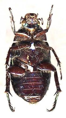 Réf. 41 521 : Callistethus auronitens