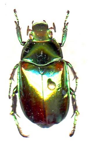 Réf. 41 519 : Callistethus auronitens