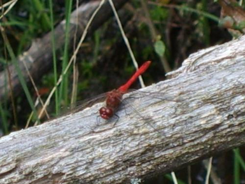 Sympetrum sanguineum