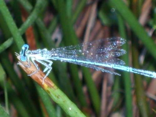 Platycnemis pennipes