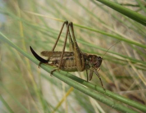Réf. 41 121 : Platycleis albopunctata