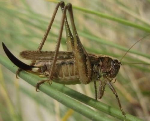 Réf. 41 243 : Platycleis albopunctata