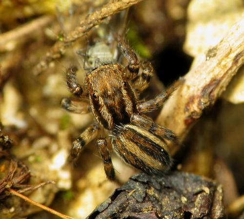 Phlegra fasciata