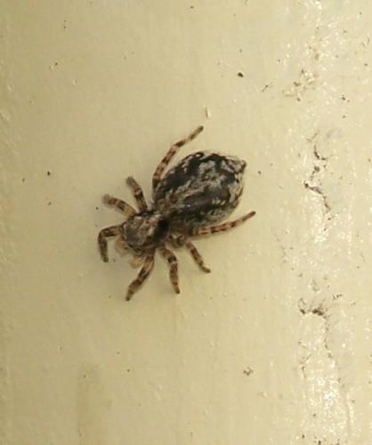 Pseudeuophrys sp.