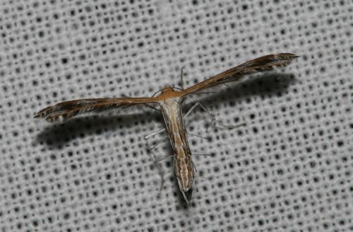 Réf. 41 408 : Stangeia siceliota