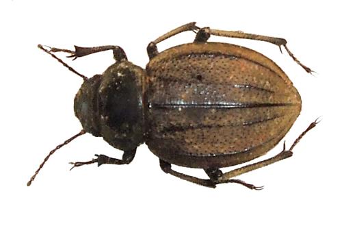 Pimelia sp.
