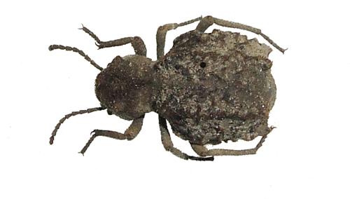 Phrynocolus sp.