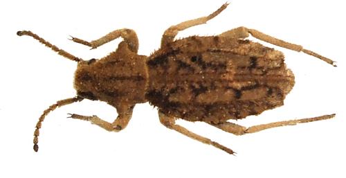 Vieta senegalensis