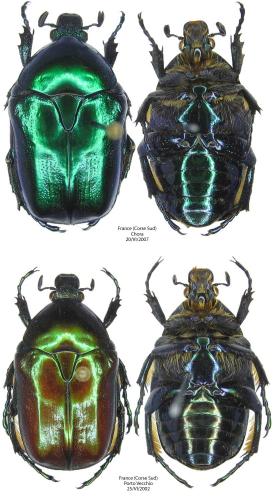 Réf. 41 075 : Eupotosia affinis tyrrenica