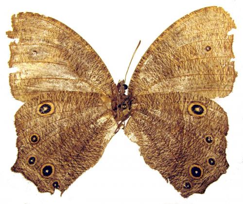 Réf. 41 032 : Melanitis sp.