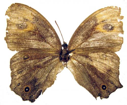 Melanitis sp.
