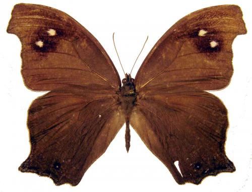 Réf. 41 027 : Melanitis sp.