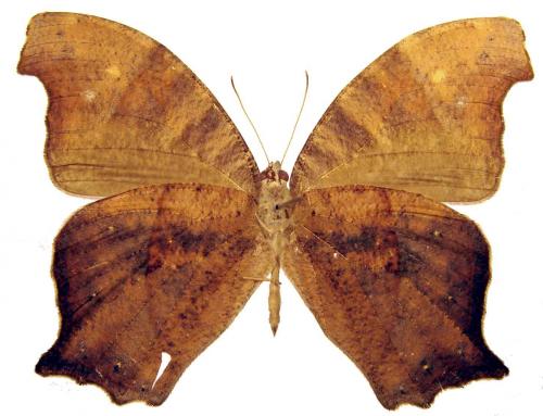 Réf. 41 028 : Melanitis sp.