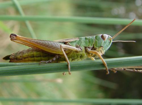Réf. 41 338 : Pseudochorthippus parallelus